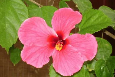 hibiscus