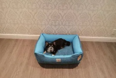 Nick na sua nova cama