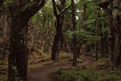 Cerca de El ChaltÃ©n. Patagonia Argentina