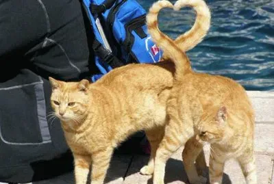 amor gatuno