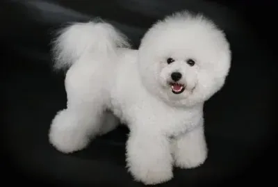 perro bichon