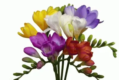 freesias