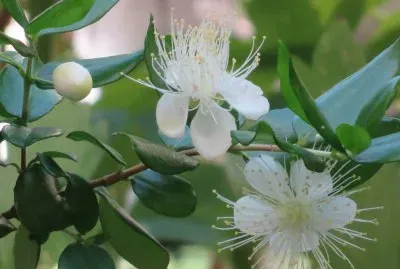 myrtus communis