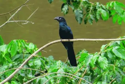 Anu