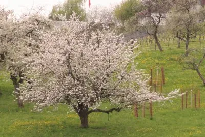 printemps jigsaw puzzle