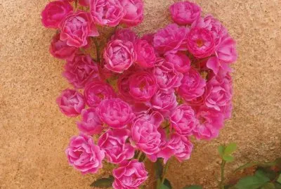 Cacho de Rosas