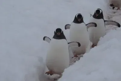 En la AntÃ¡rtida Argentina