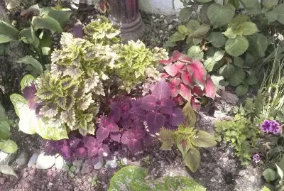 jardin