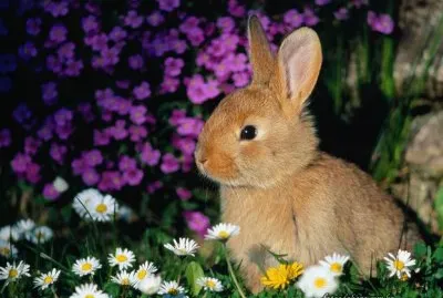 פאזל של conejo en las flores