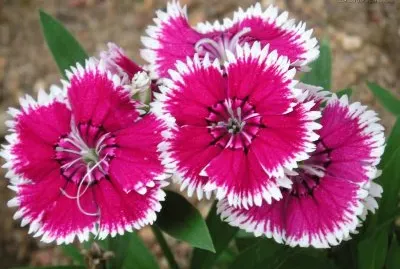 פאזל של clavelinas