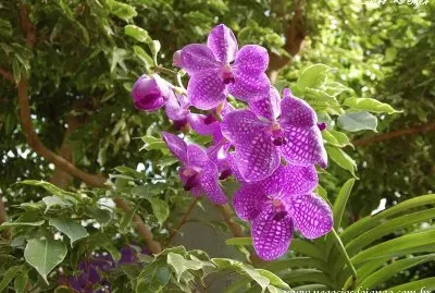 פאזל של orquideas rosas