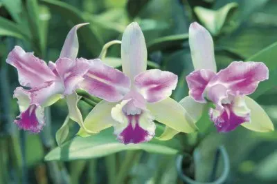 פאזל של orquidea
