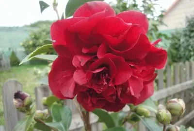 פאזל של flor roja