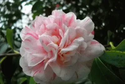 פאזל של camelia rosa con blanco