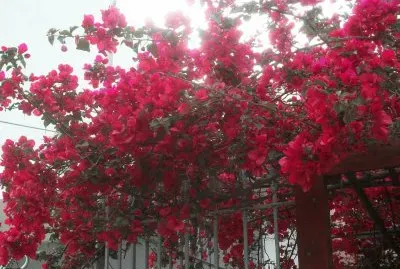 פאזל של santa rita