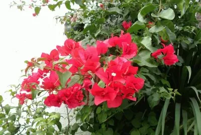 פאזל של santa rita roja