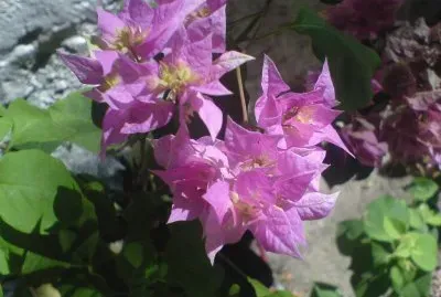 פאזל של santa rita rosa