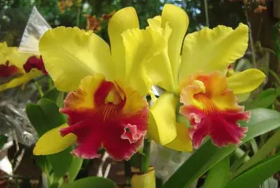 פאזל של orquideas amarillas