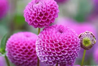 פאזל של hermosa flor rosada