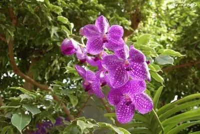 פאזל של flor roxa