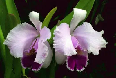 bella orquidea
