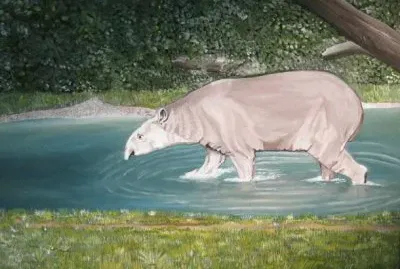 פאזל של TAPIR