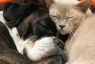 perro y gato