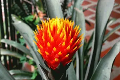 baston del emperador