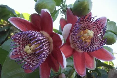 flor de maracuja