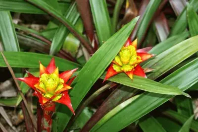 bromelia limones