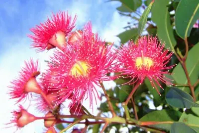 flor eucalyptus