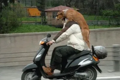 perro paseando en moto
