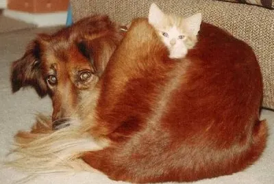 perro y gatito juntos