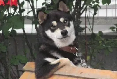 perro sentado en el parque