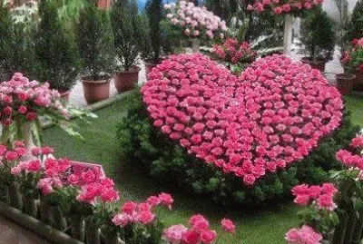 corazon de rosas
