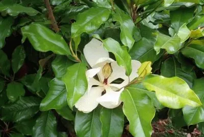 magnolia