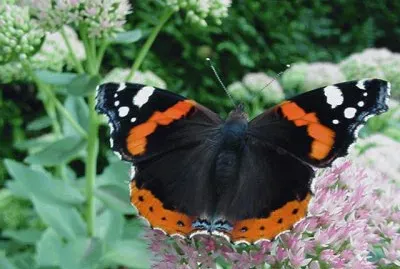 mariposa2 jigsaw puzzle