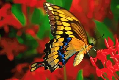 mariposa3 jigsaw puzzle