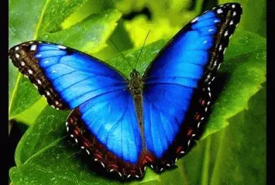 mariposa azul jigsaw puzzle