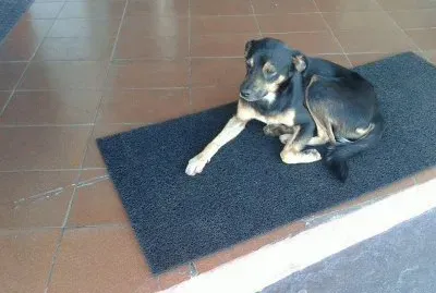 Descansando no Tapete