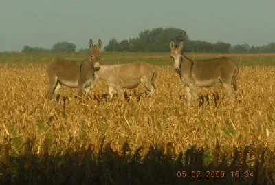 los burros jigsaw puzzle