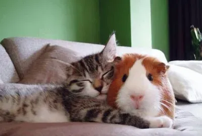 tiernos