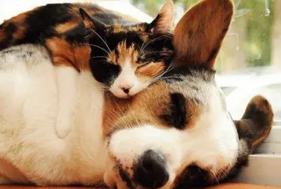 perro y gatito juntos