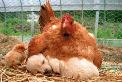gallina sorprendida