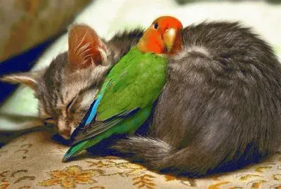gatito con loro