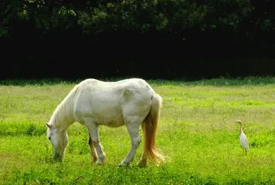 Horse and Bird
