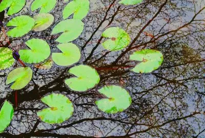 Lotus leaf