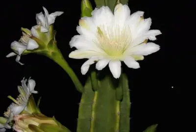 flor de cactus
