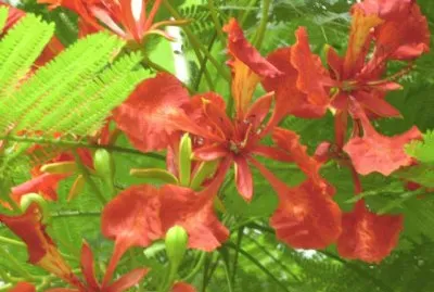 de la flia. de azucenas