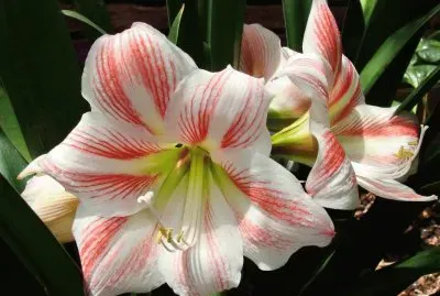 azucenas blanca y rosa